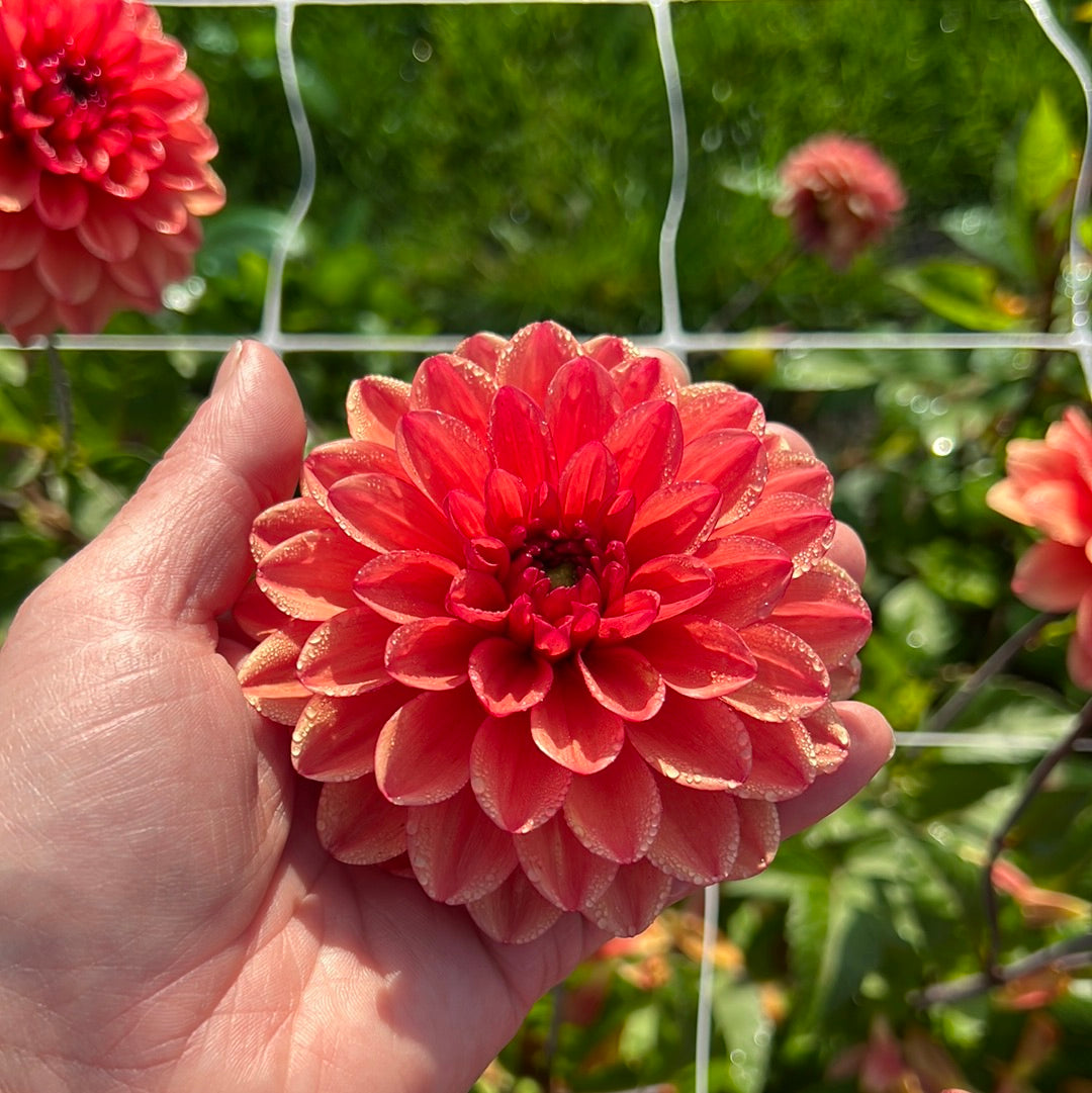 Dahlia Orange Girl
