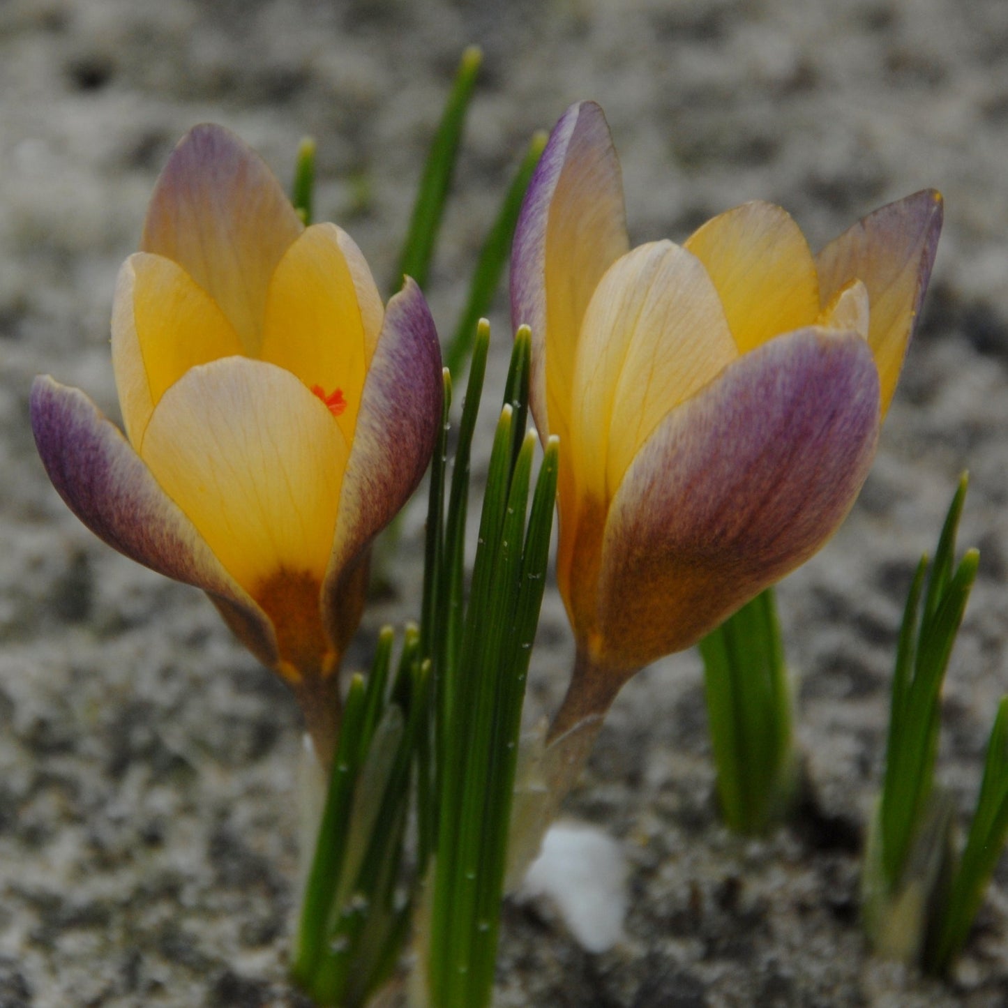 Crocus chrysanthus Advance 15st