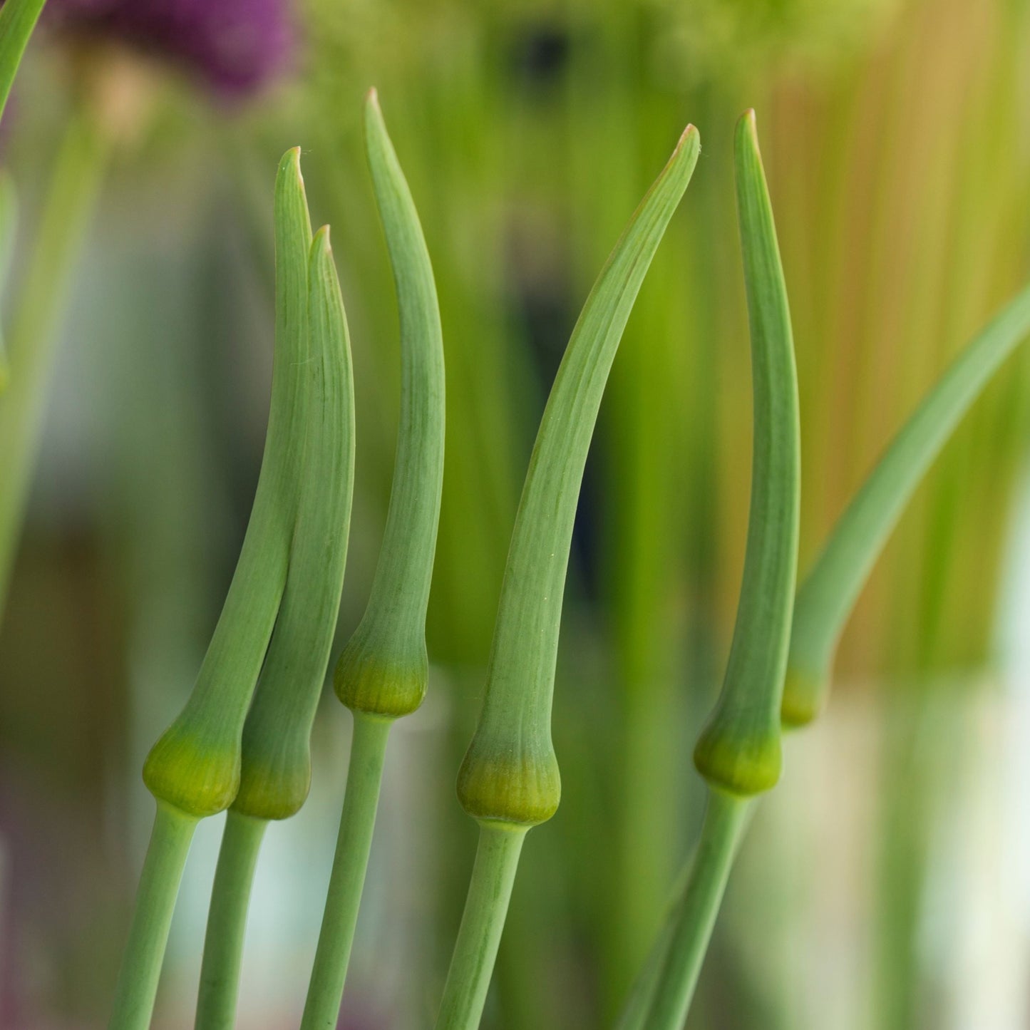 Allium Ping Pong Bollök 10 st