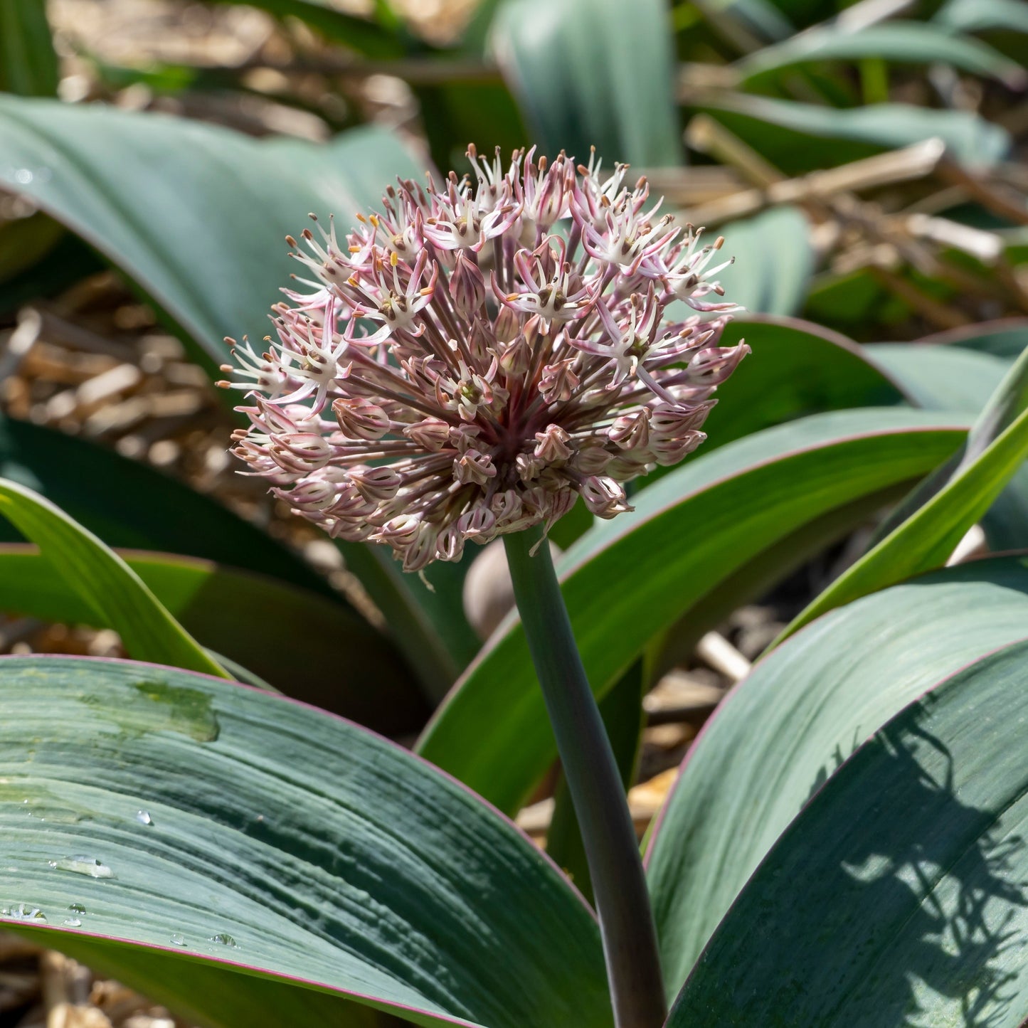 Allium Karataviense Bollök 5 st