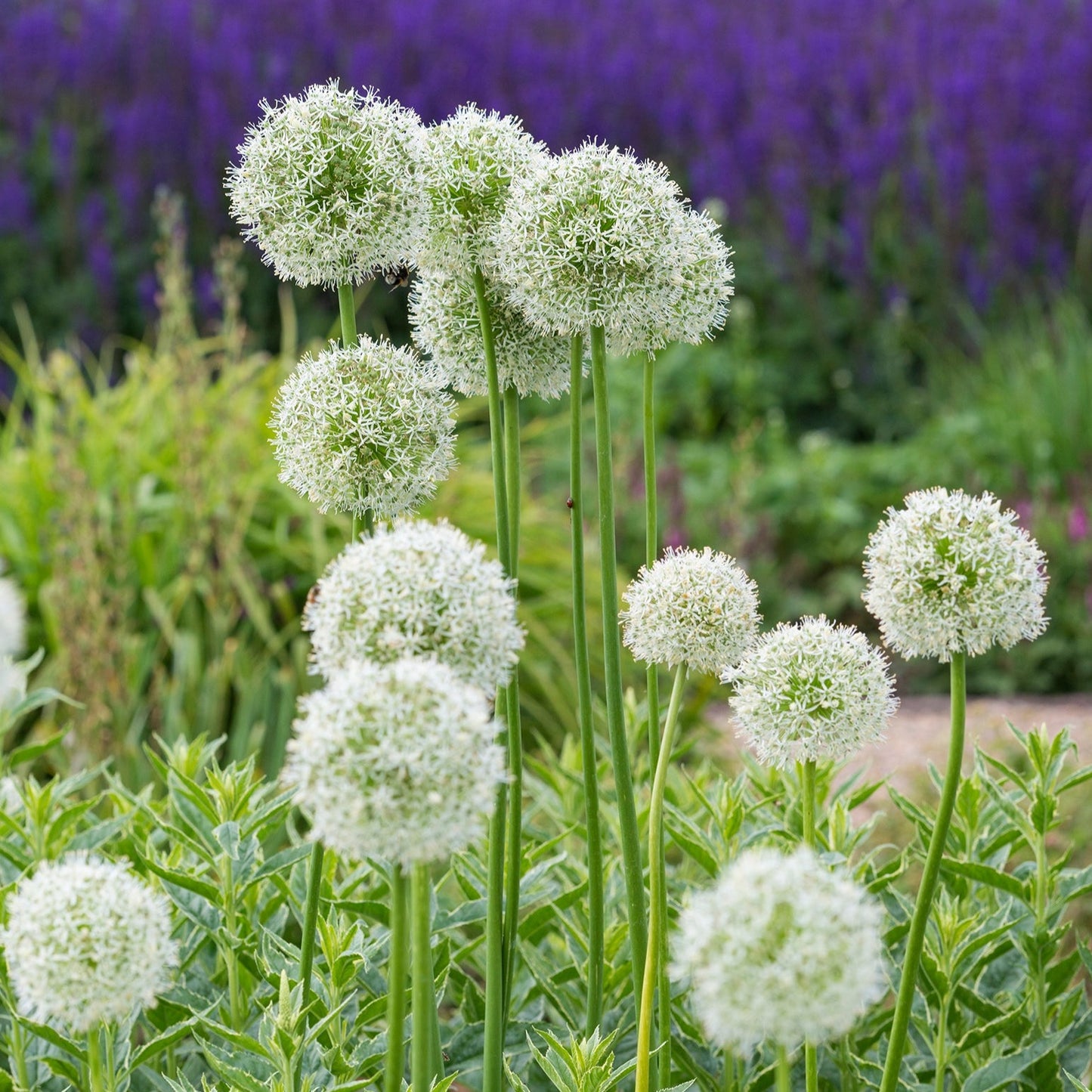 Allium Mount Everest Skägglök 1 st