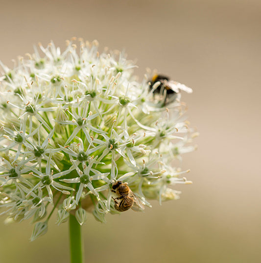 Allium Mount Everest Skägglök 1 st