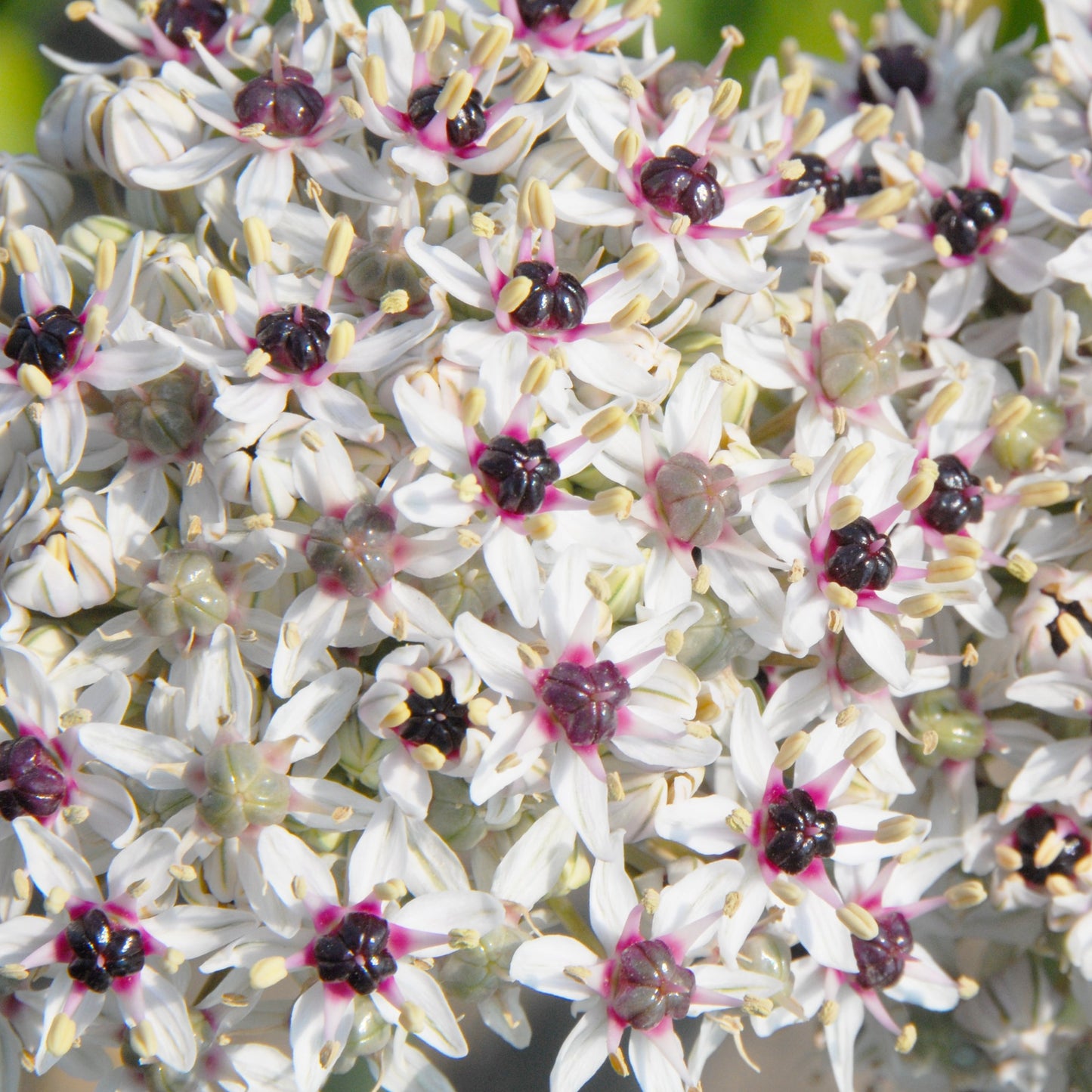 Allium Silver Spring
