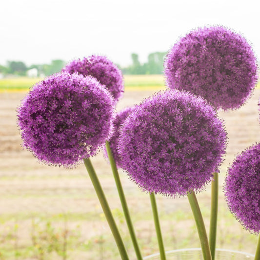 Allium Giganteum Jättelök 1 st