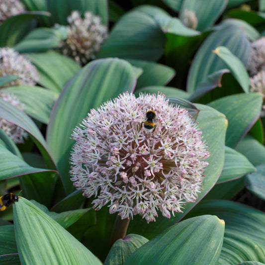 Allium Karataviense Bollök 5 st
