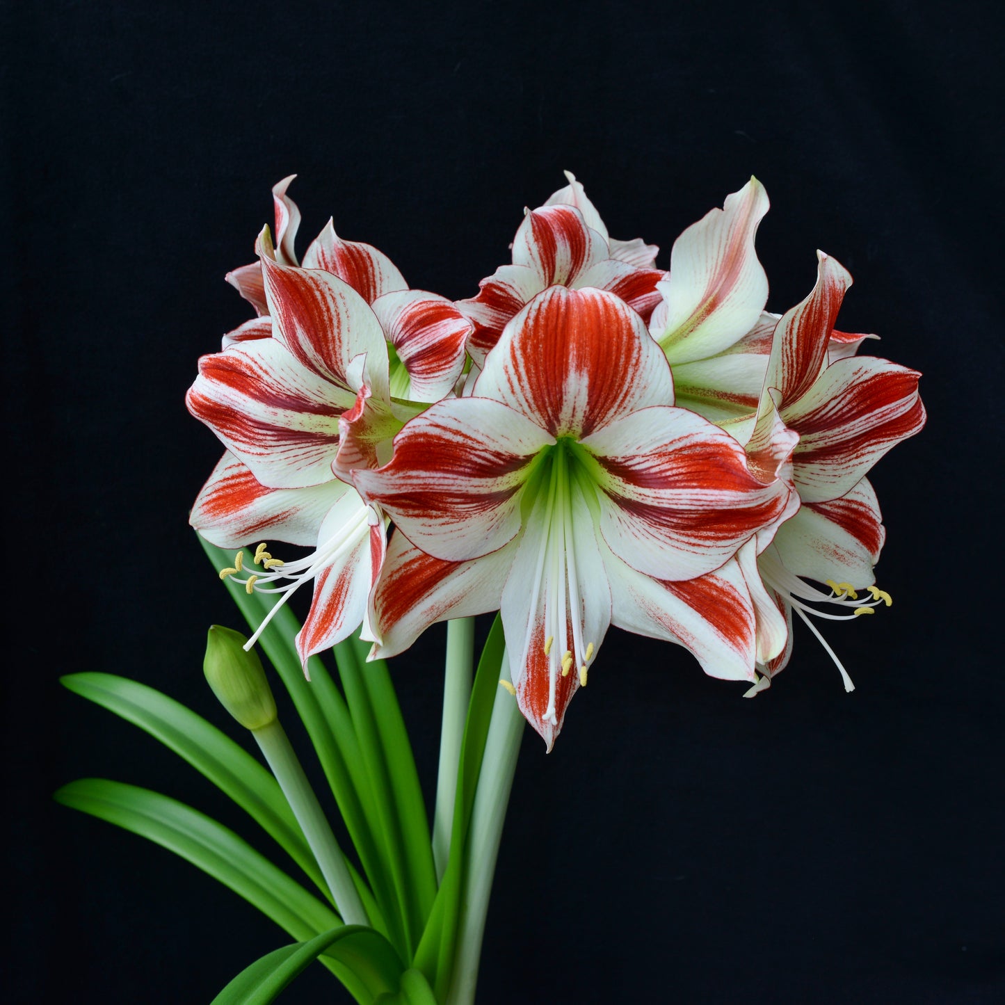 Amaryllis 'Ambiance'