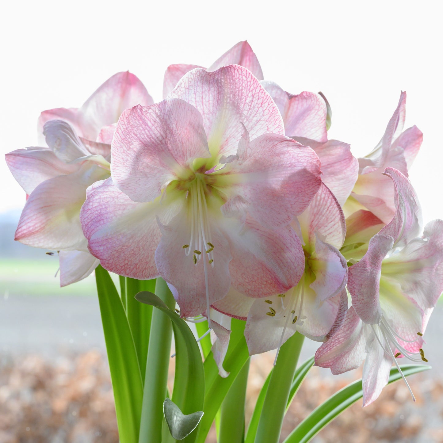 Amaryllis 'Blossom Grandise'®
