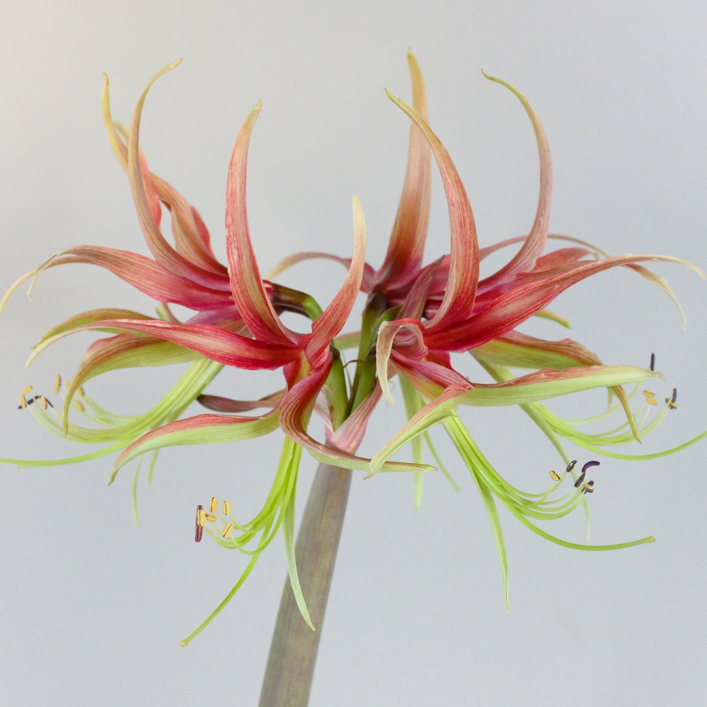 Amaryllis 'Chico'