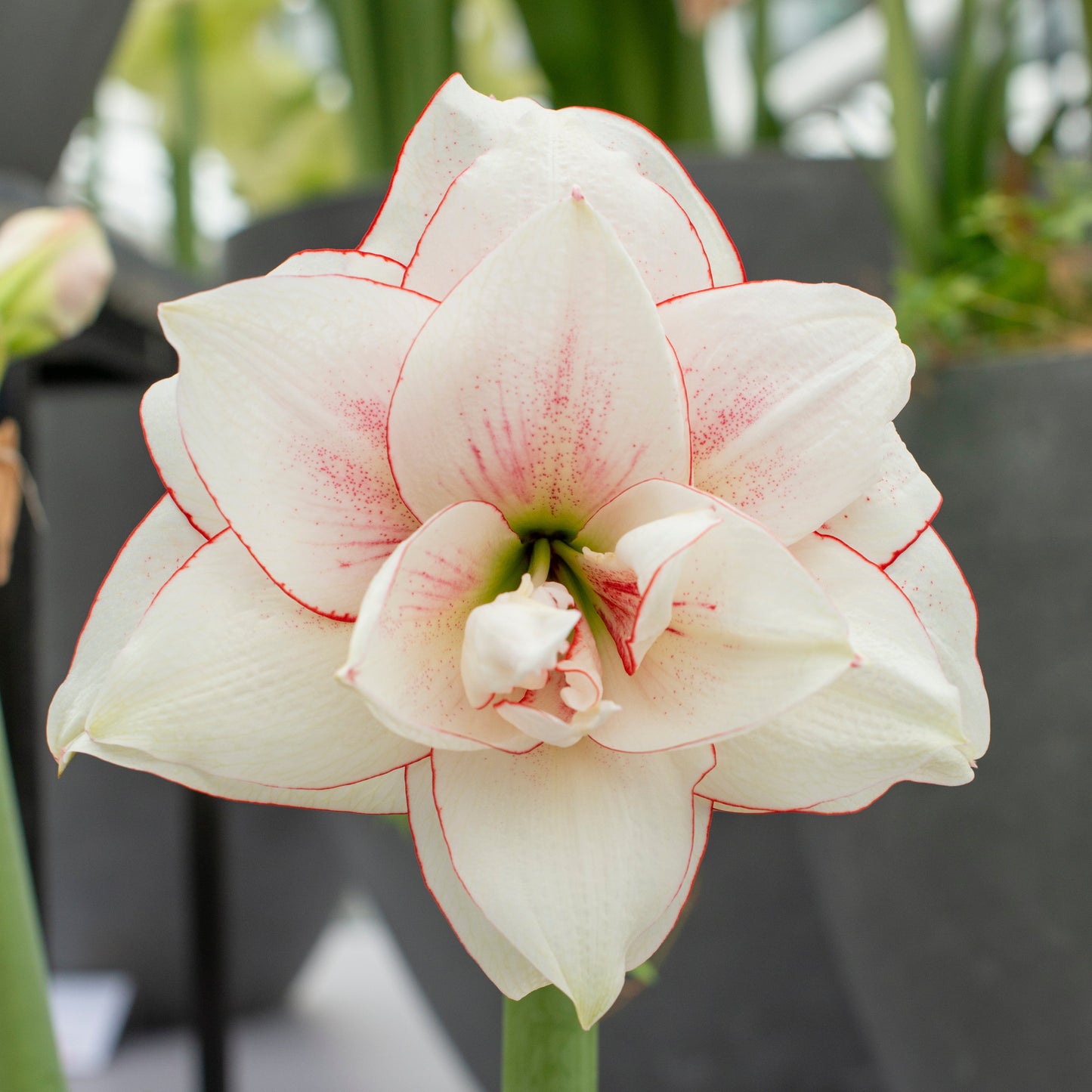 Amaryllis 'Elvas'