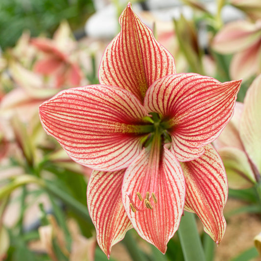 Amaryllis 'Exotic Star'