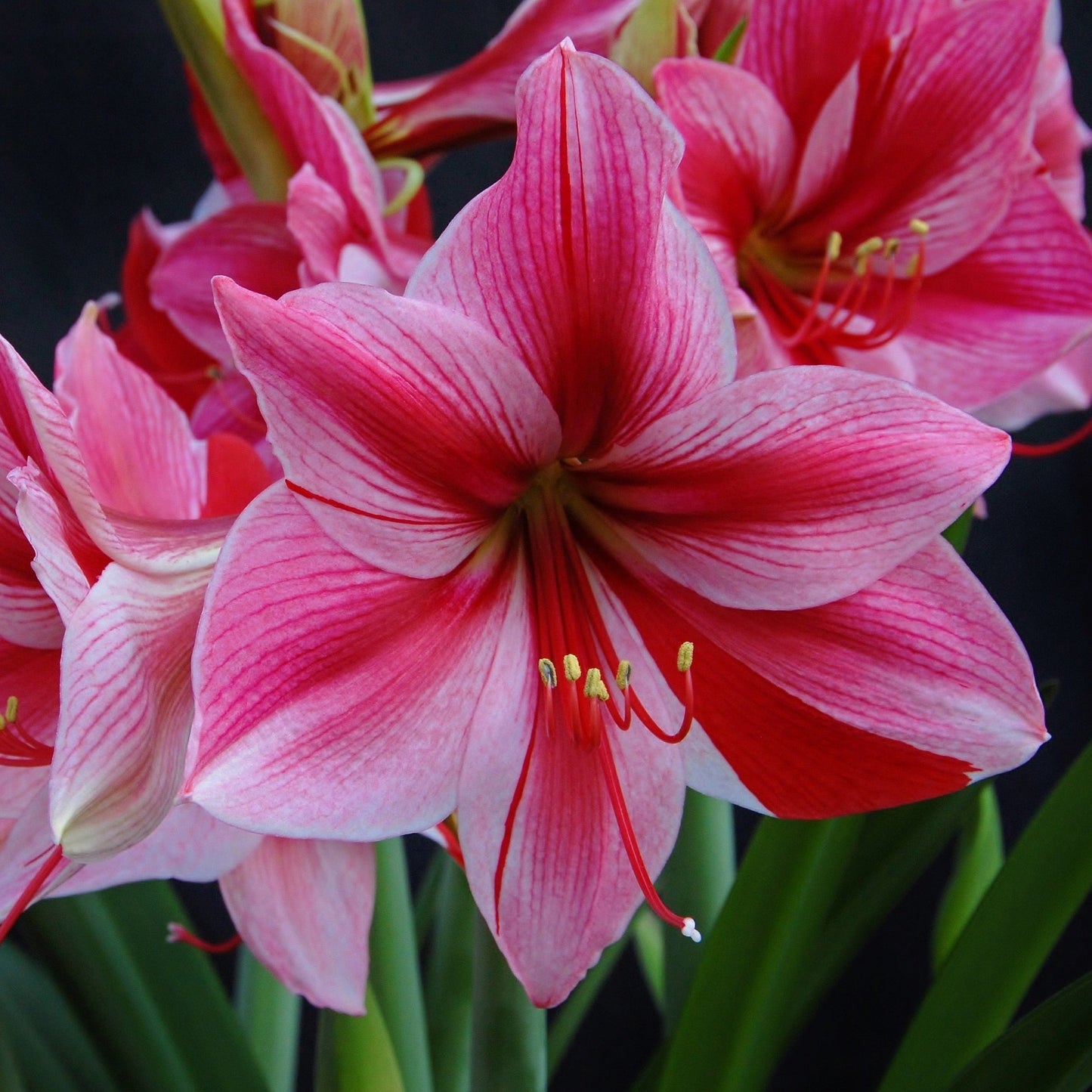 Amaryllis 'Gervase'