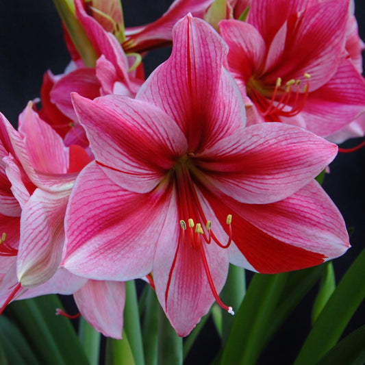 Amaryllis 'Gervase'