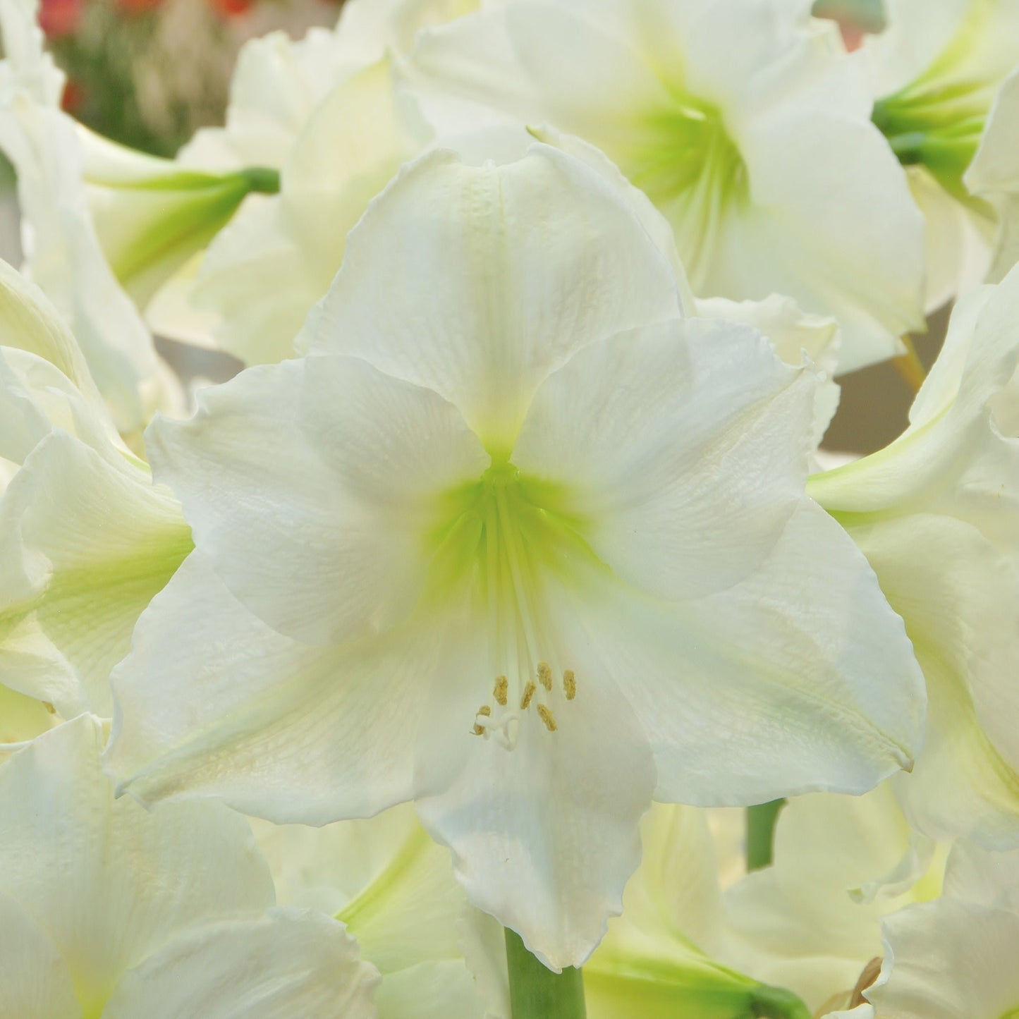 Amaryllis 'Mont Blanc'