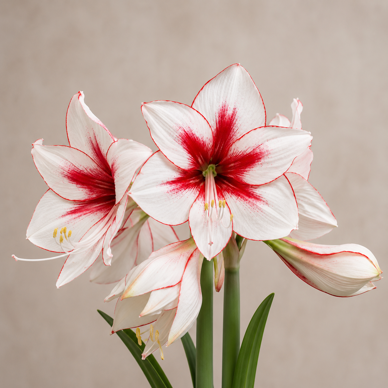 Amaryllis 'Temptation'®