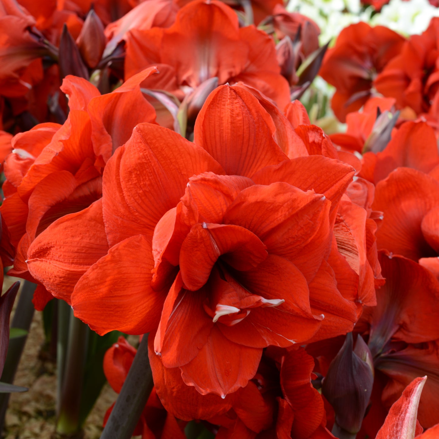 Amaryllis 'Double King'