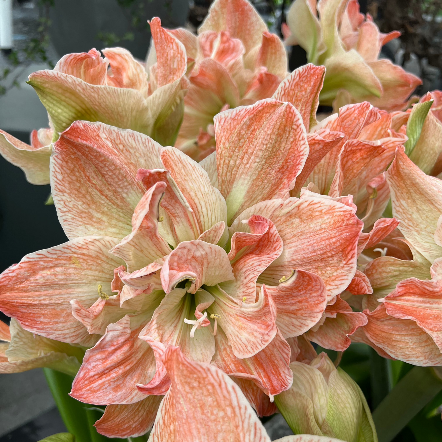 Amaryllis 'Exotic Nymph'
