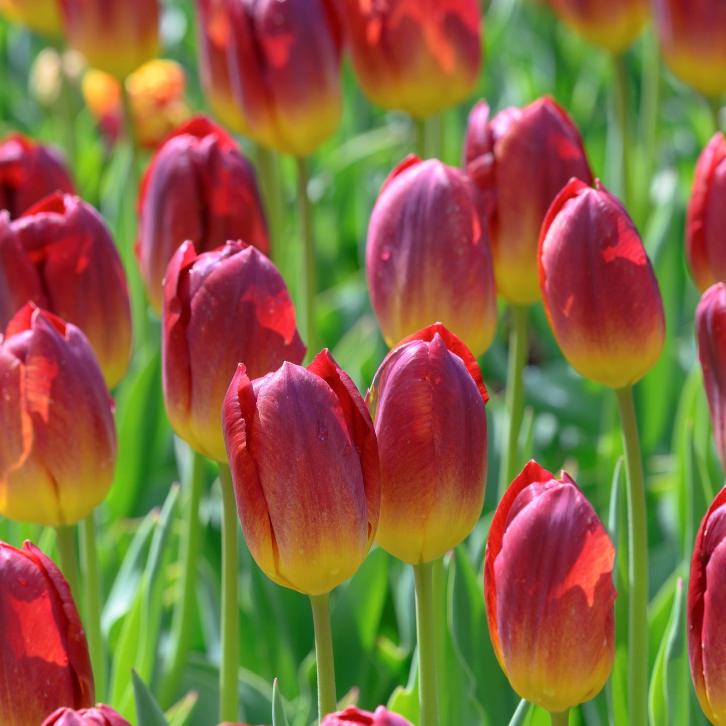 Tulpan Amberglow "April-maj" 7st