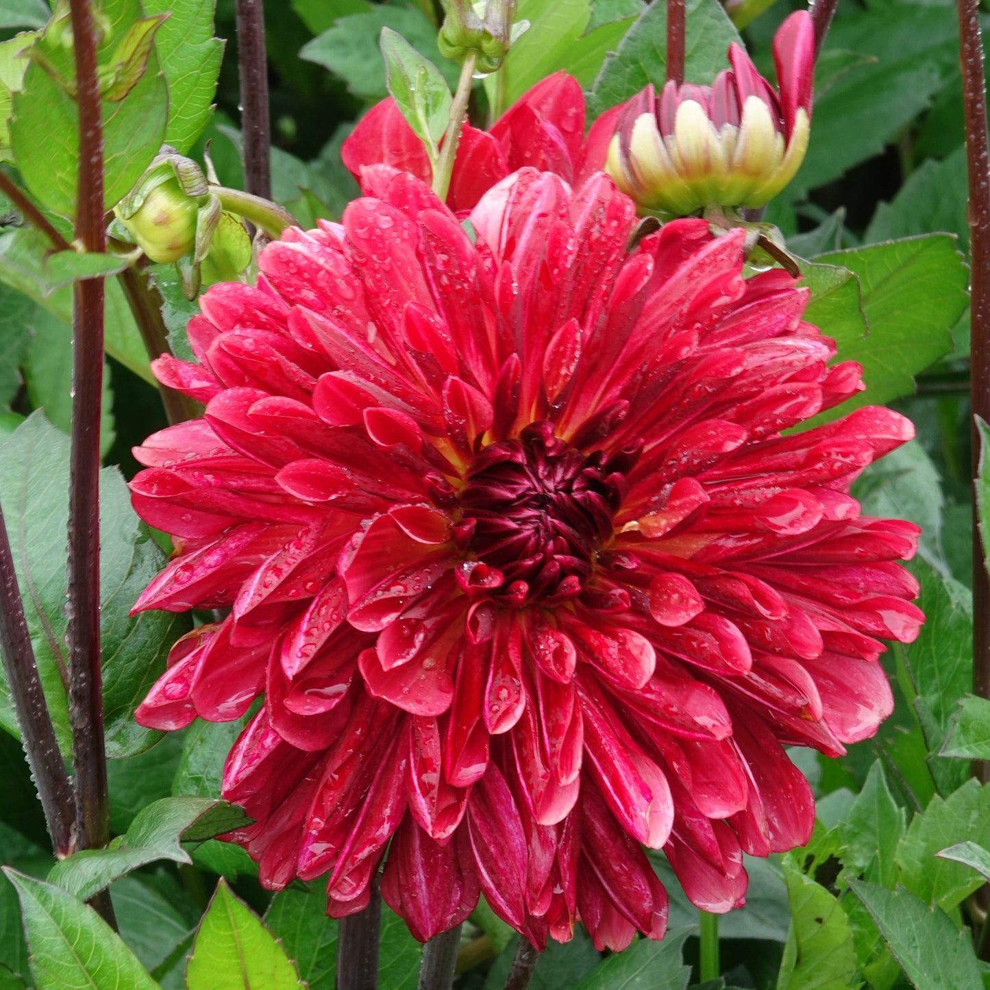 Dahlia Antibes