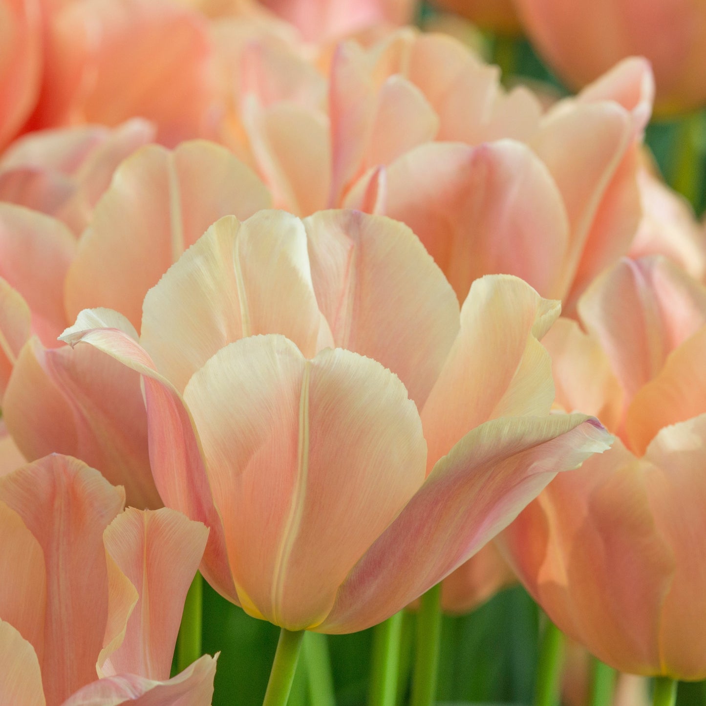 Tulpan Apricot Foxx "maj" 7st