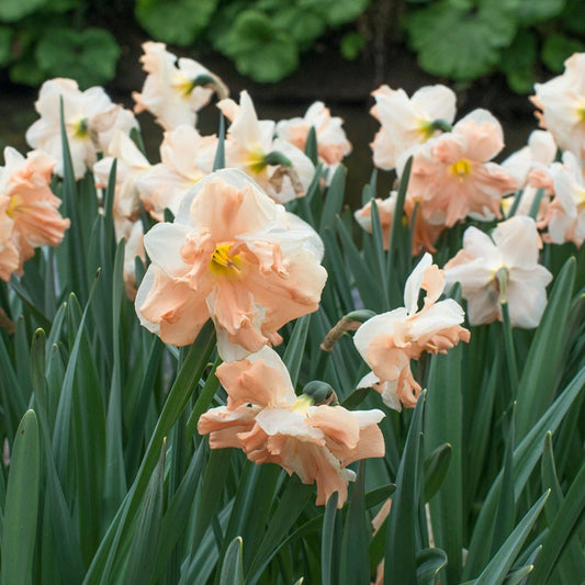 Narciss Apricot Wirhl 5st