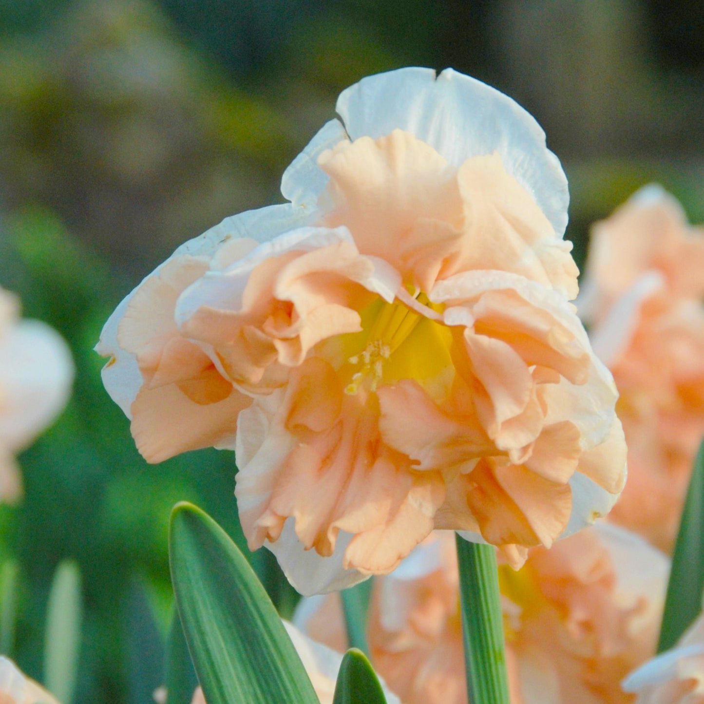 Narciss Apricot Wirhl 5st