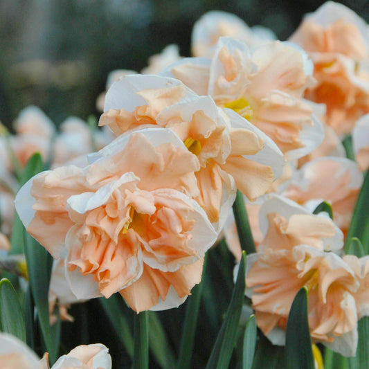Narciss Apricot Wirhl 5st