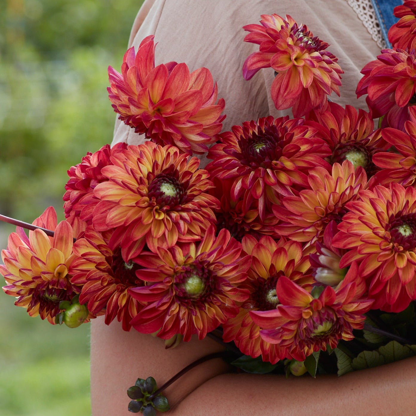 Dahlia Autumn Pumpkin (ding a dong)