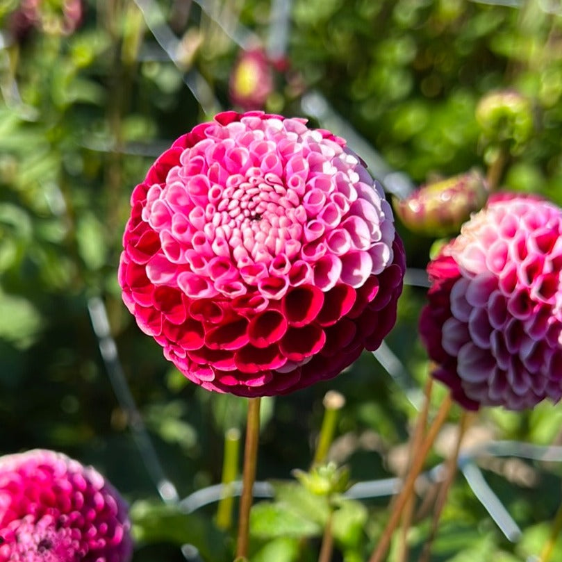 Dahlia Chick a Dee