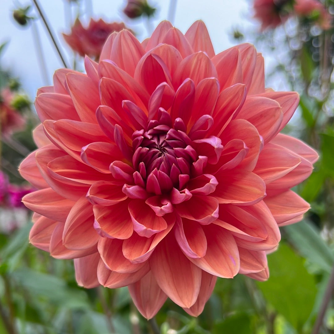 Dahlia Dutch Pearl