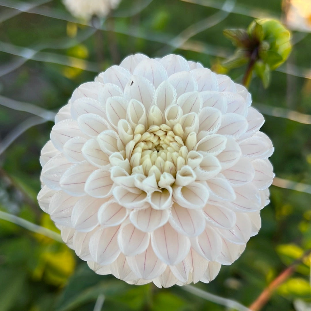 Dahlia Bazuin Snow Owl