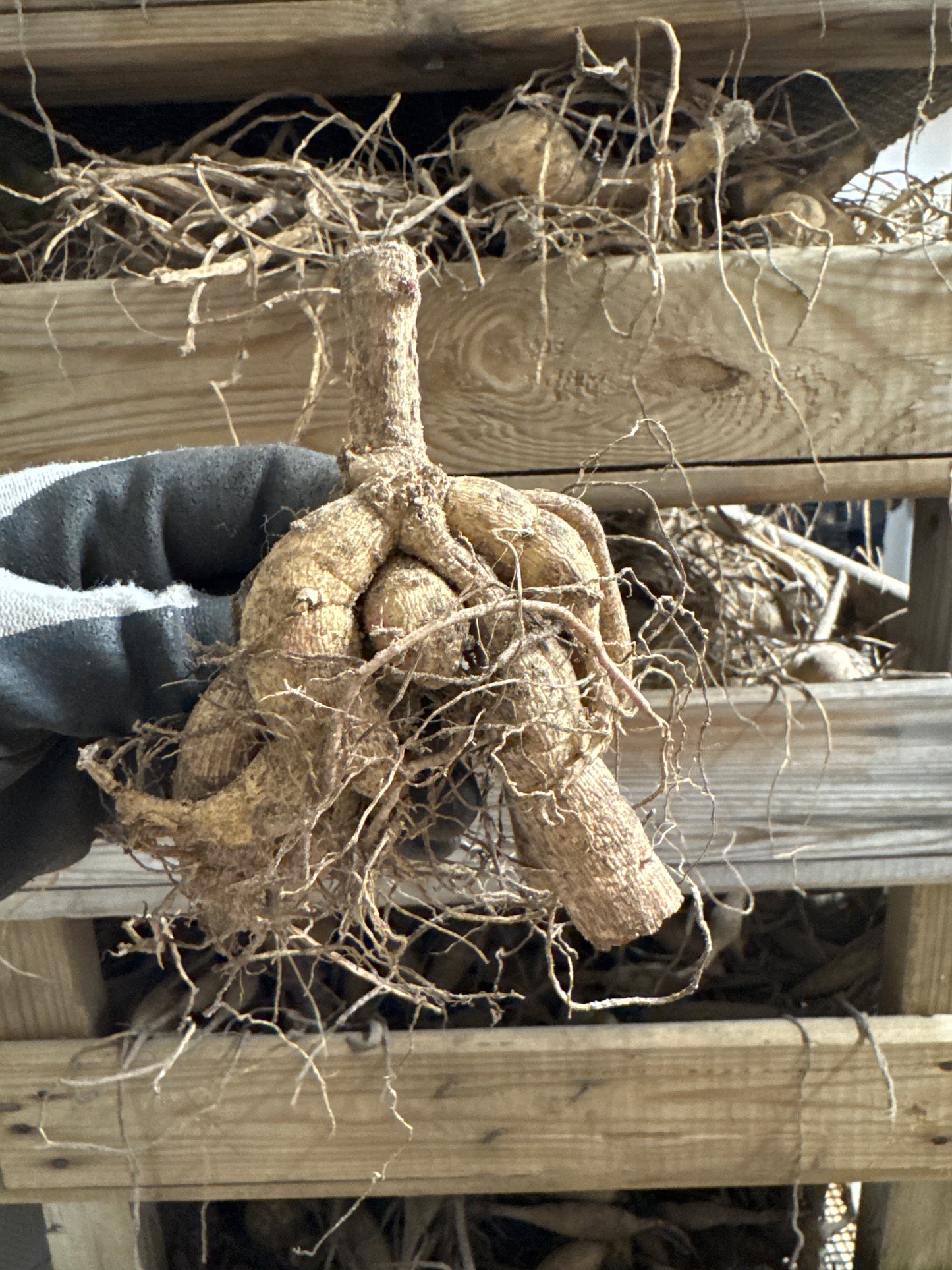 Dahlia HS Prinsess ®