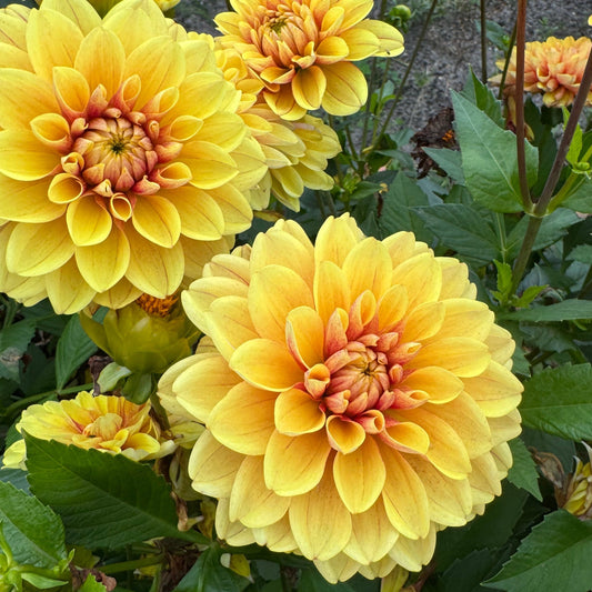 Dahlia Banana Team Svenskodlad