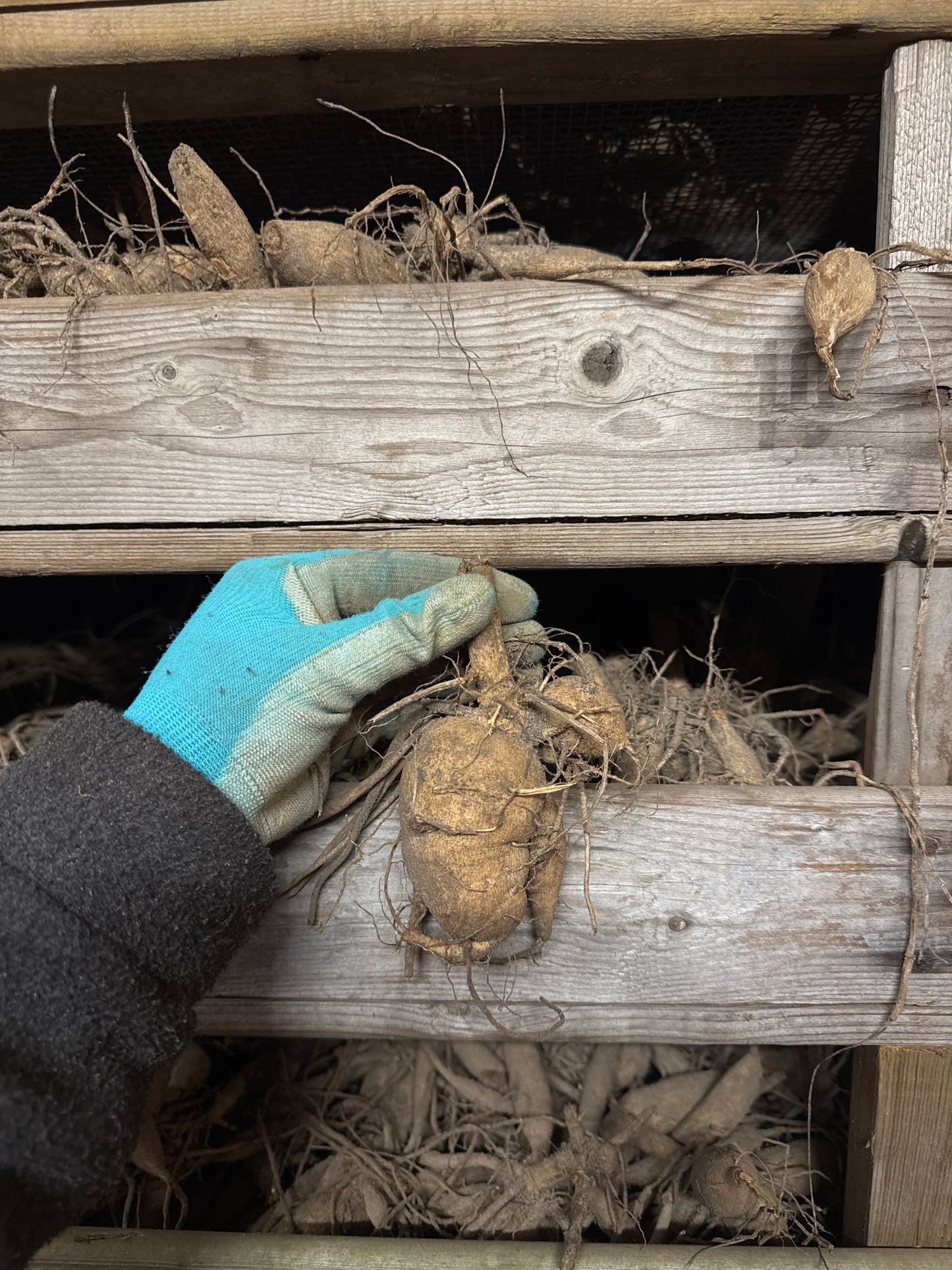 Dahlia Melody Harmony