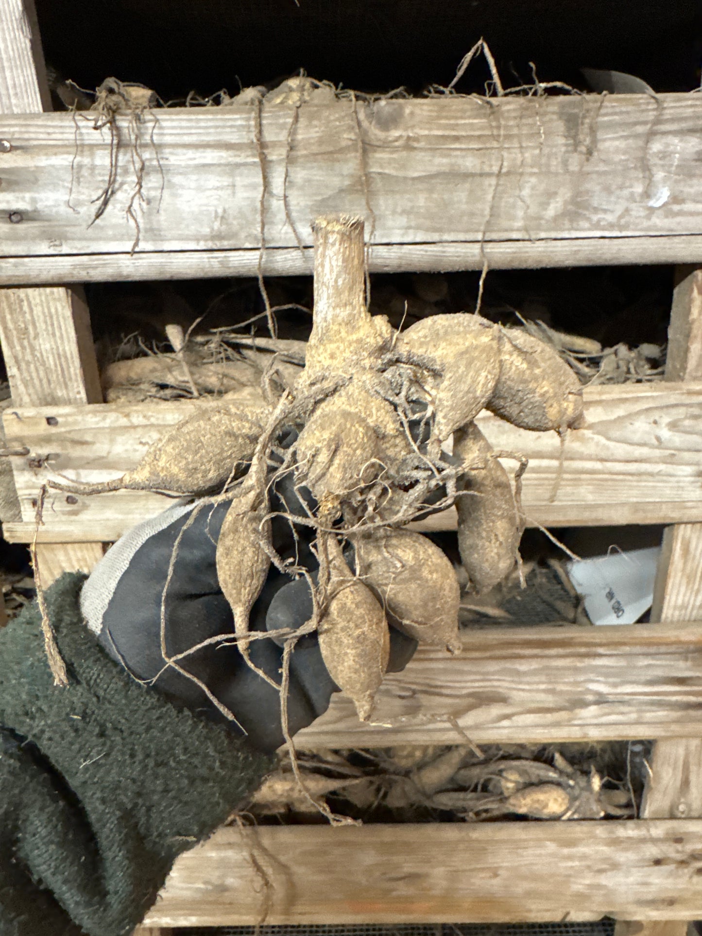 Dahlia Kelsey Annie Joy UTGÅR!