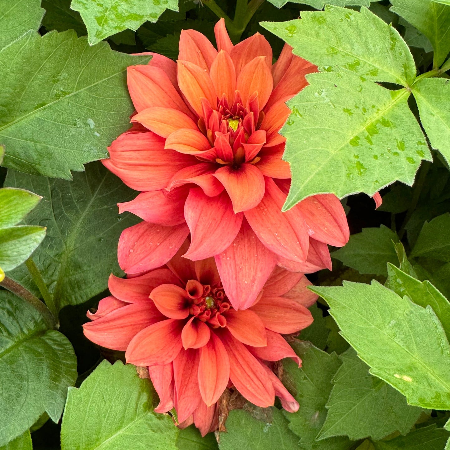Dahlia Mr Pots LB-109
