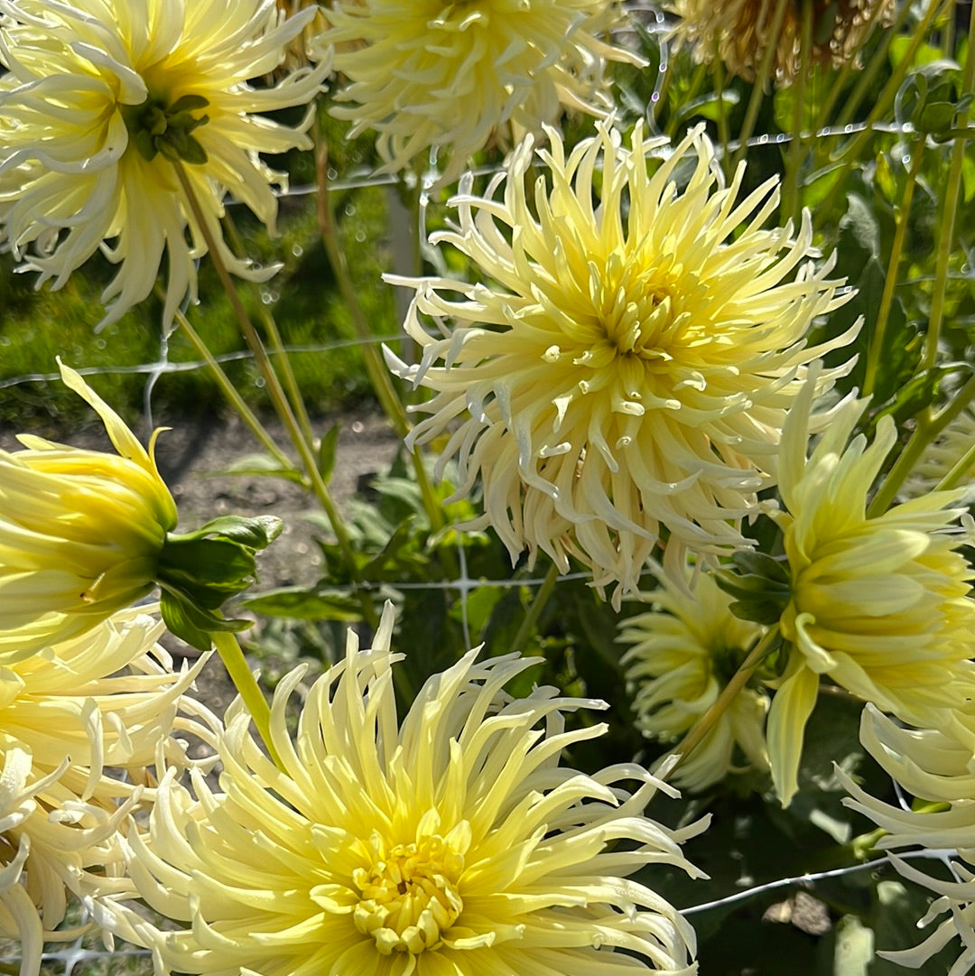 Dahlia Yellow Star