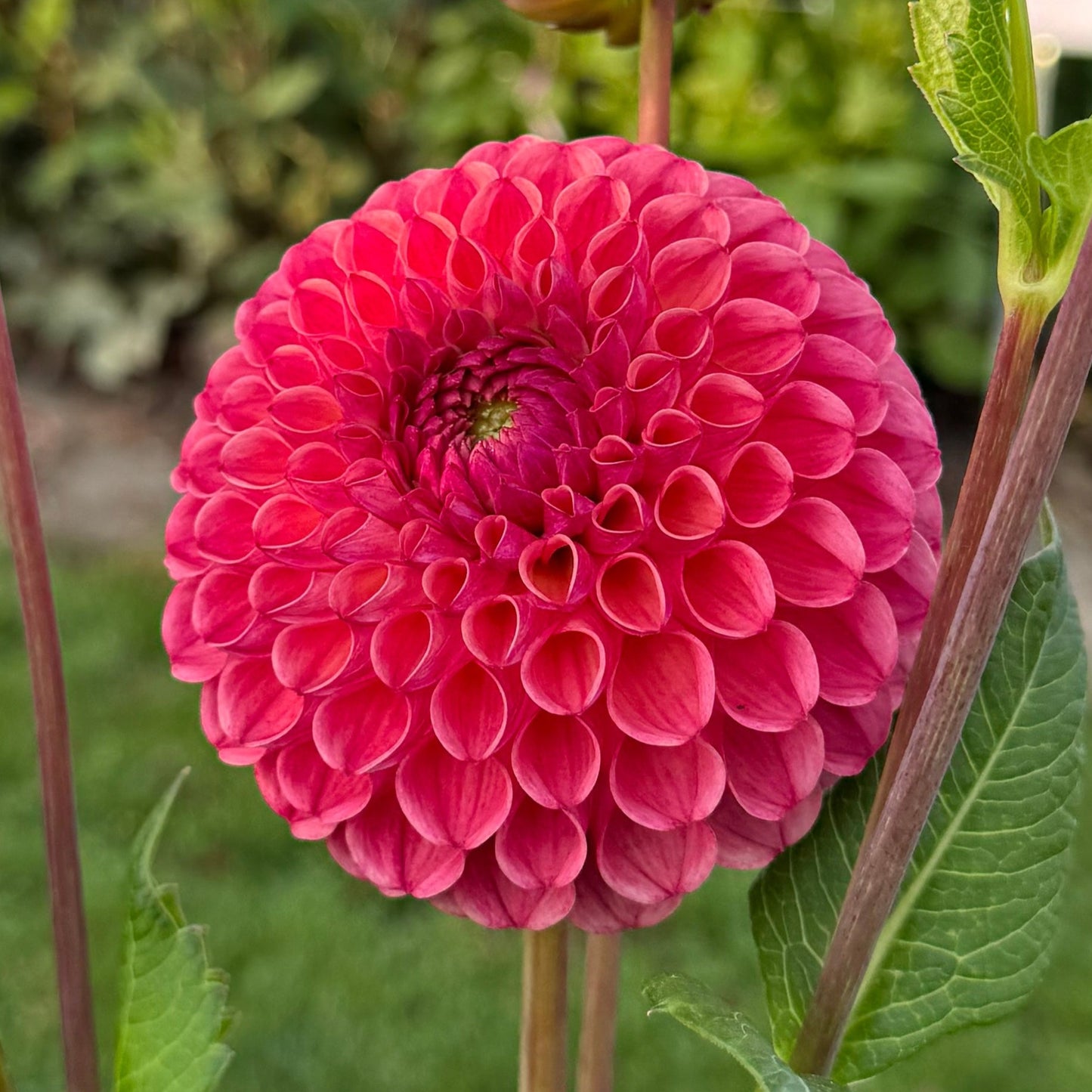 Dahlia Hapet Coppery Nyhet!