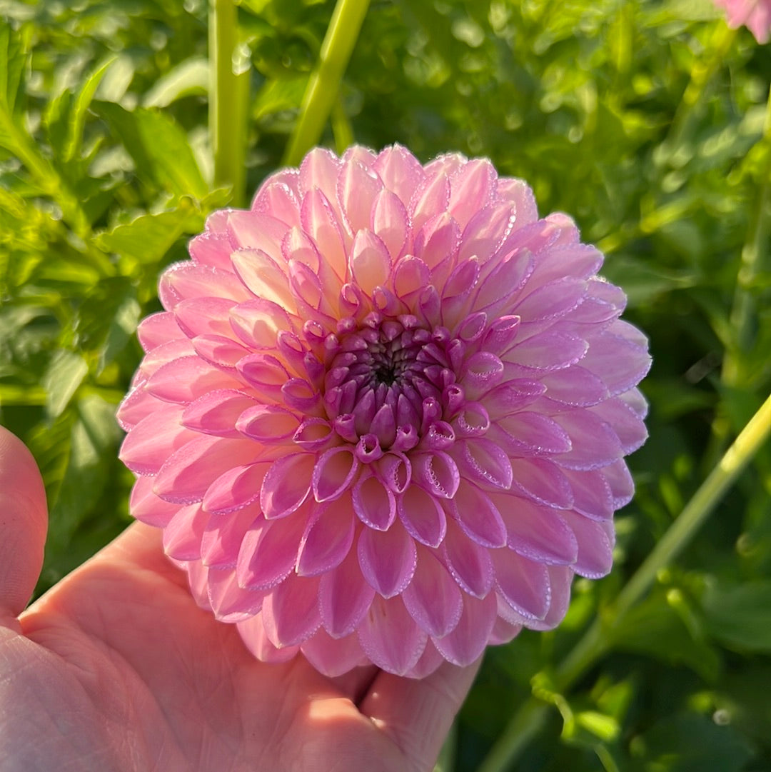 Dahlia Sefton Silvertop