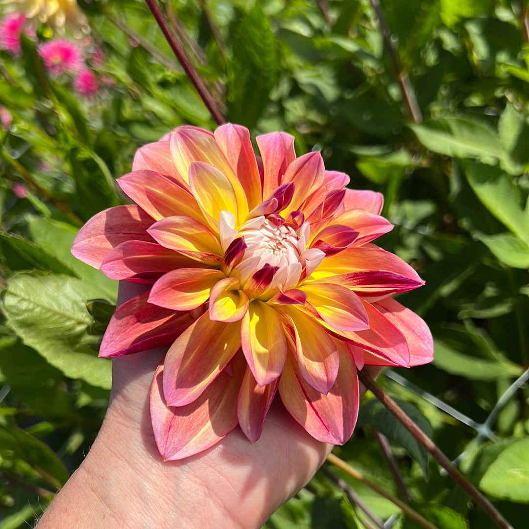 Dahlia Caribean Fantasy