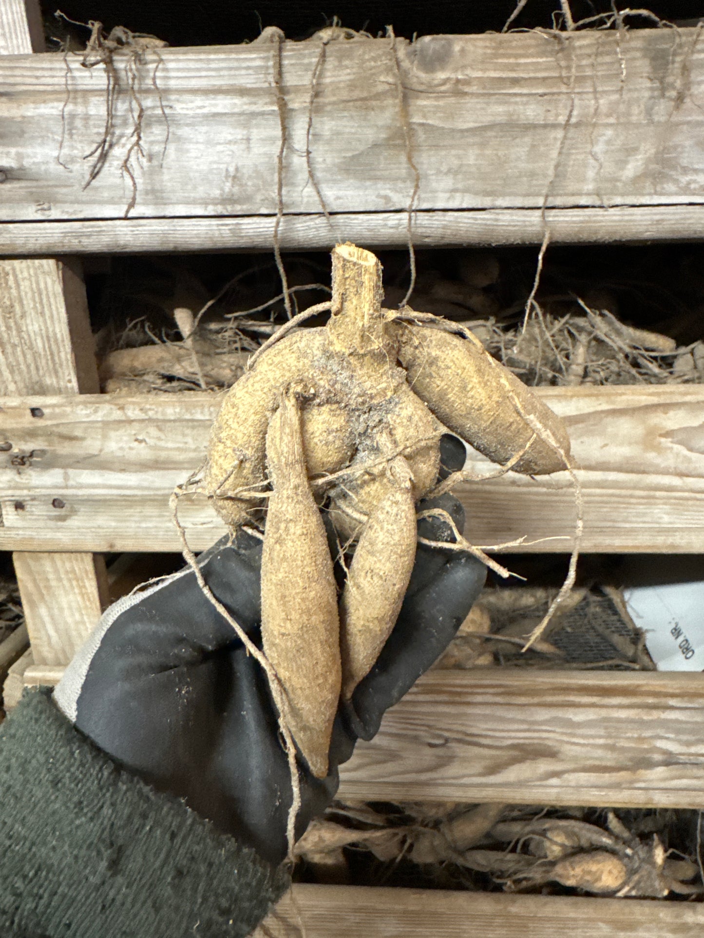 Dahlia Jowey Frambo UTGÅR!