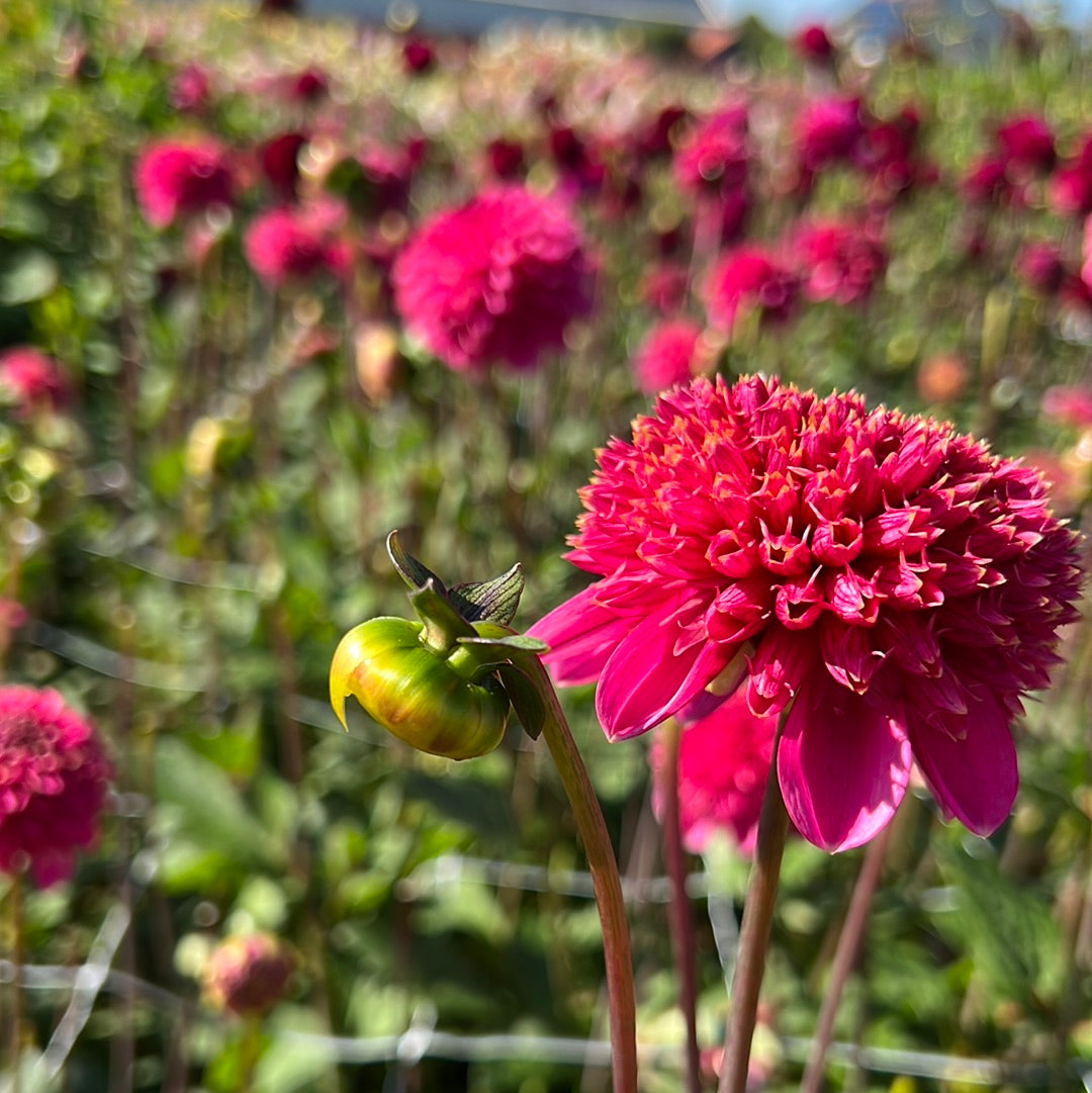 Dahlia Alyshia