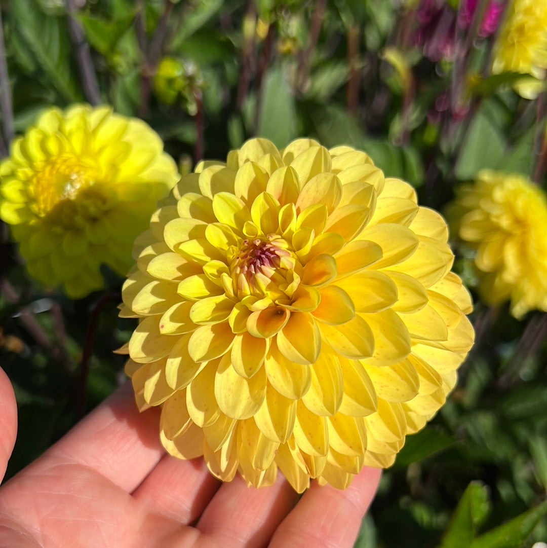 Dahlia Yellow Don Nyhet!