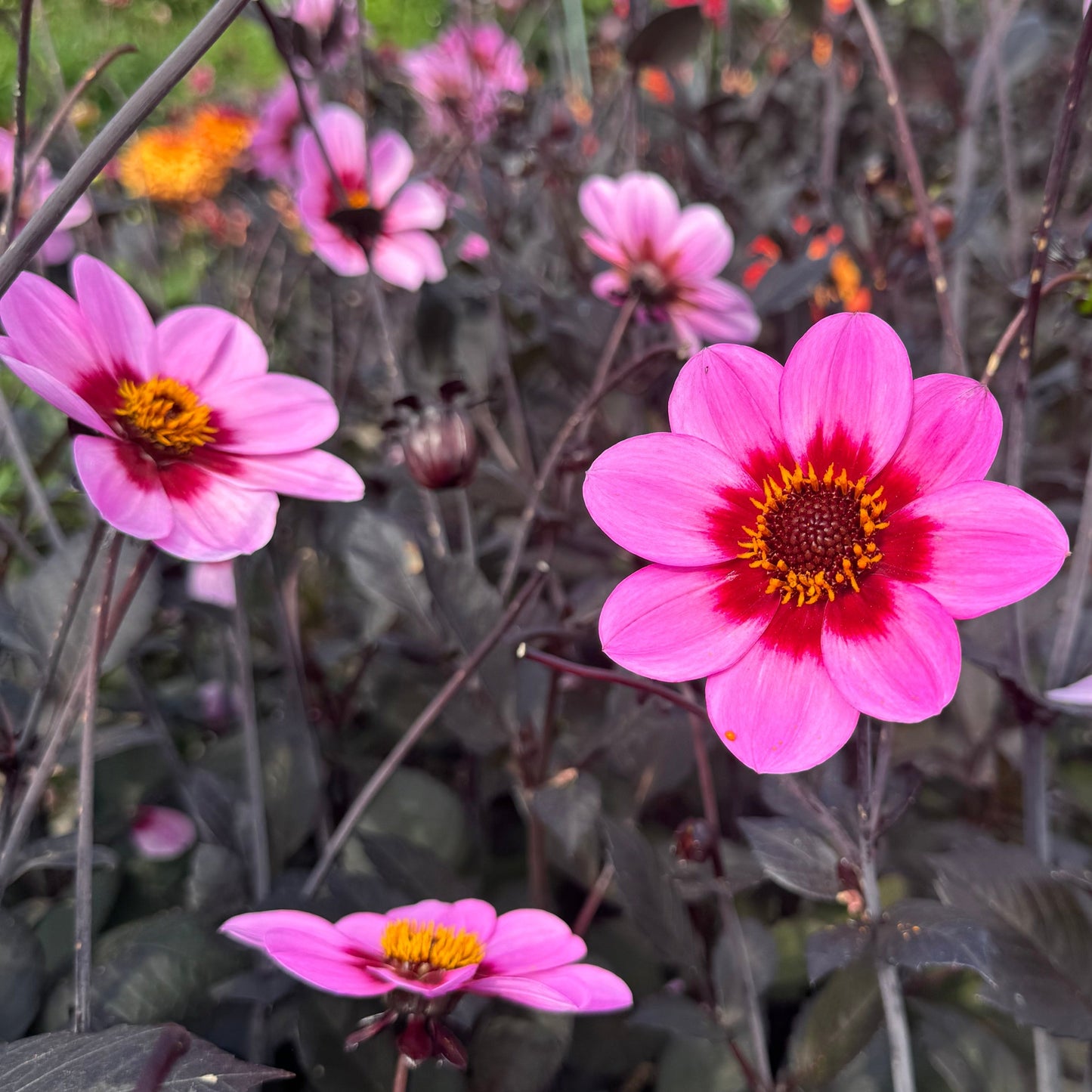 Dahlia HS Wink Nyhet!
