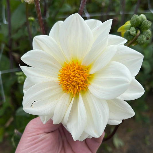 Dahlia White Emperor