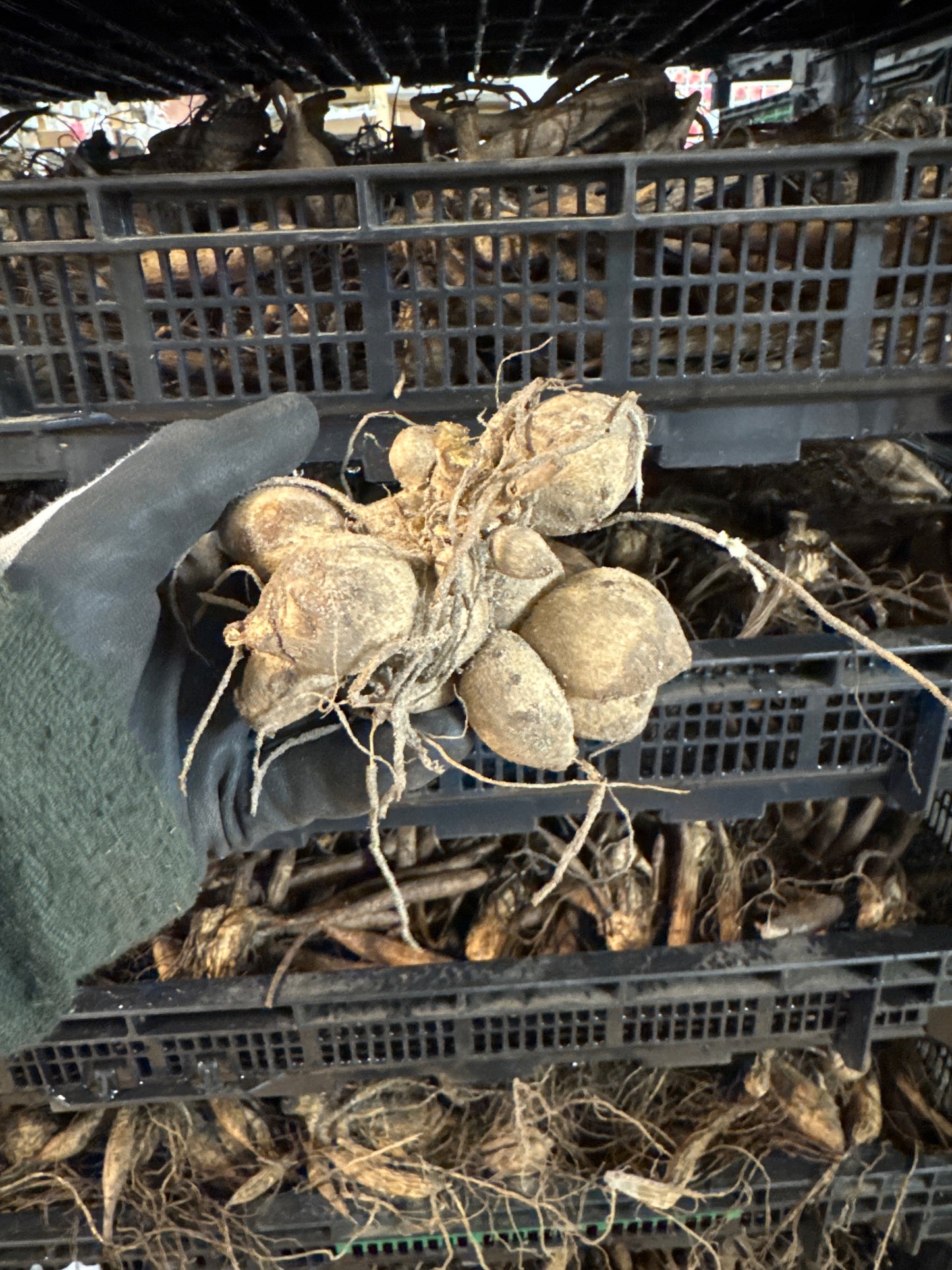 Dahlia Freya´s Paso Doble