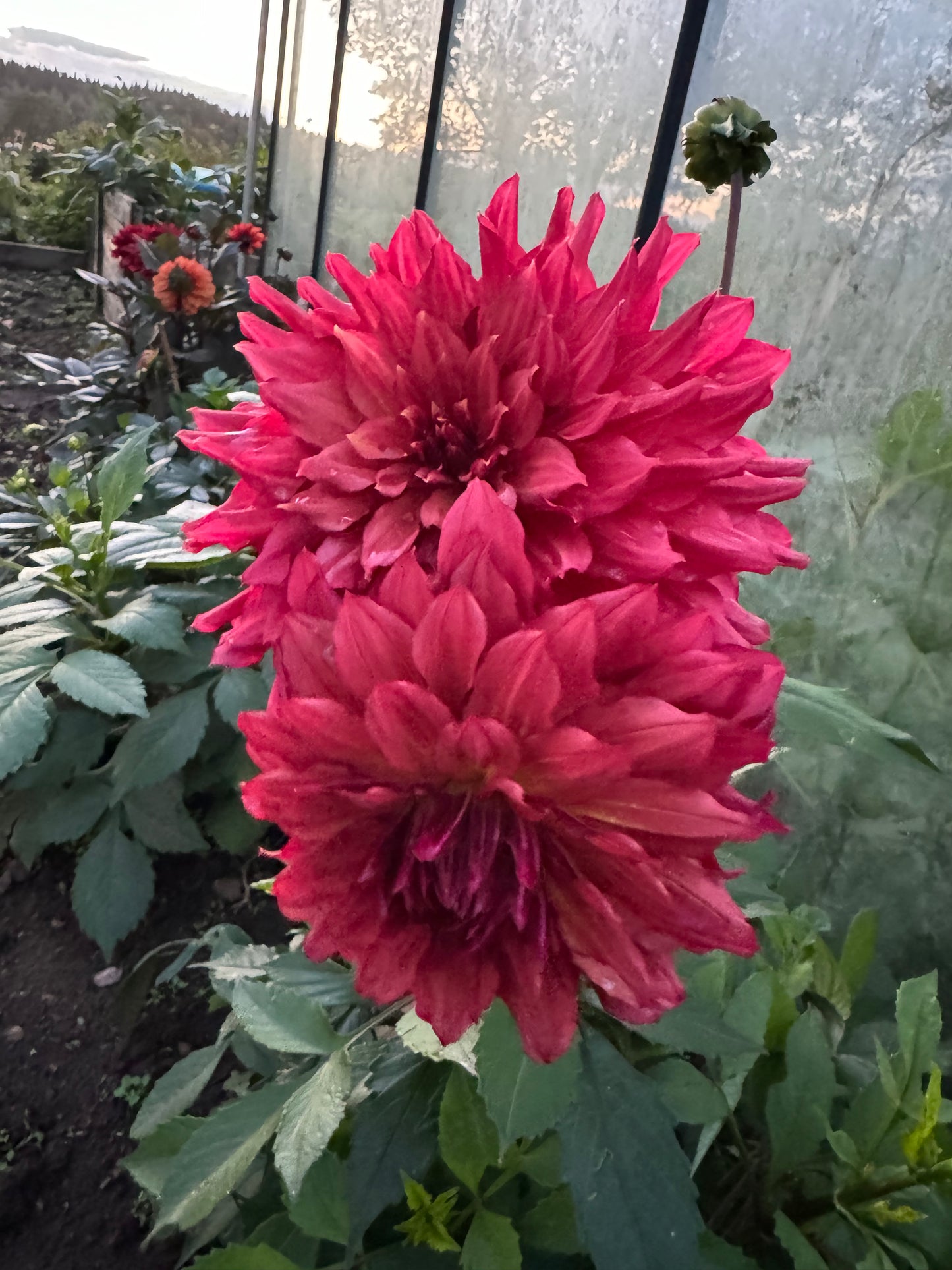 Dahlia Wild Sister LB-012