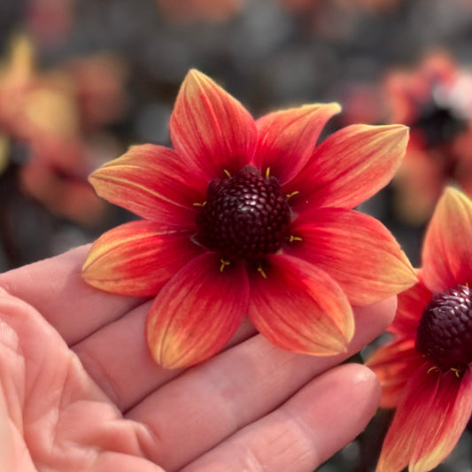 Dahlia Dragon Ball® Nyhet!
