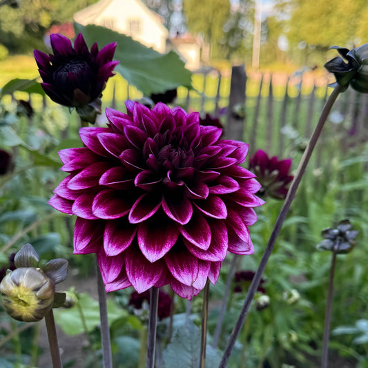 Dahlia Davina Michelle ®
