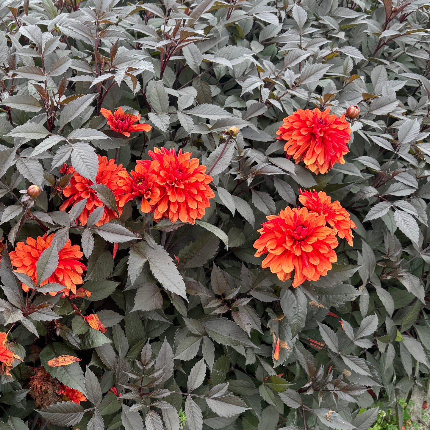 Dahlia Halloween Party Svenskodlad