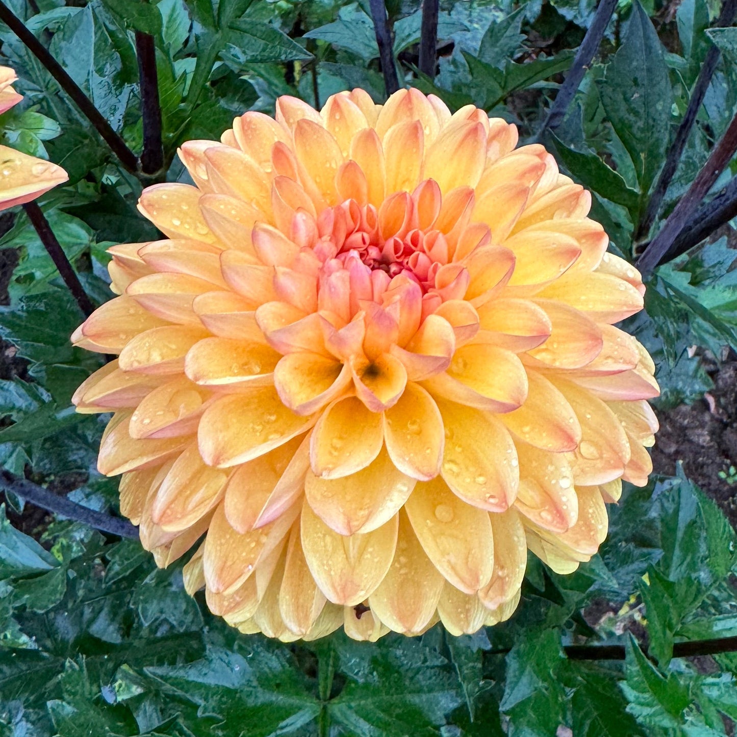 Dahlia Cloudberry sun LB-034